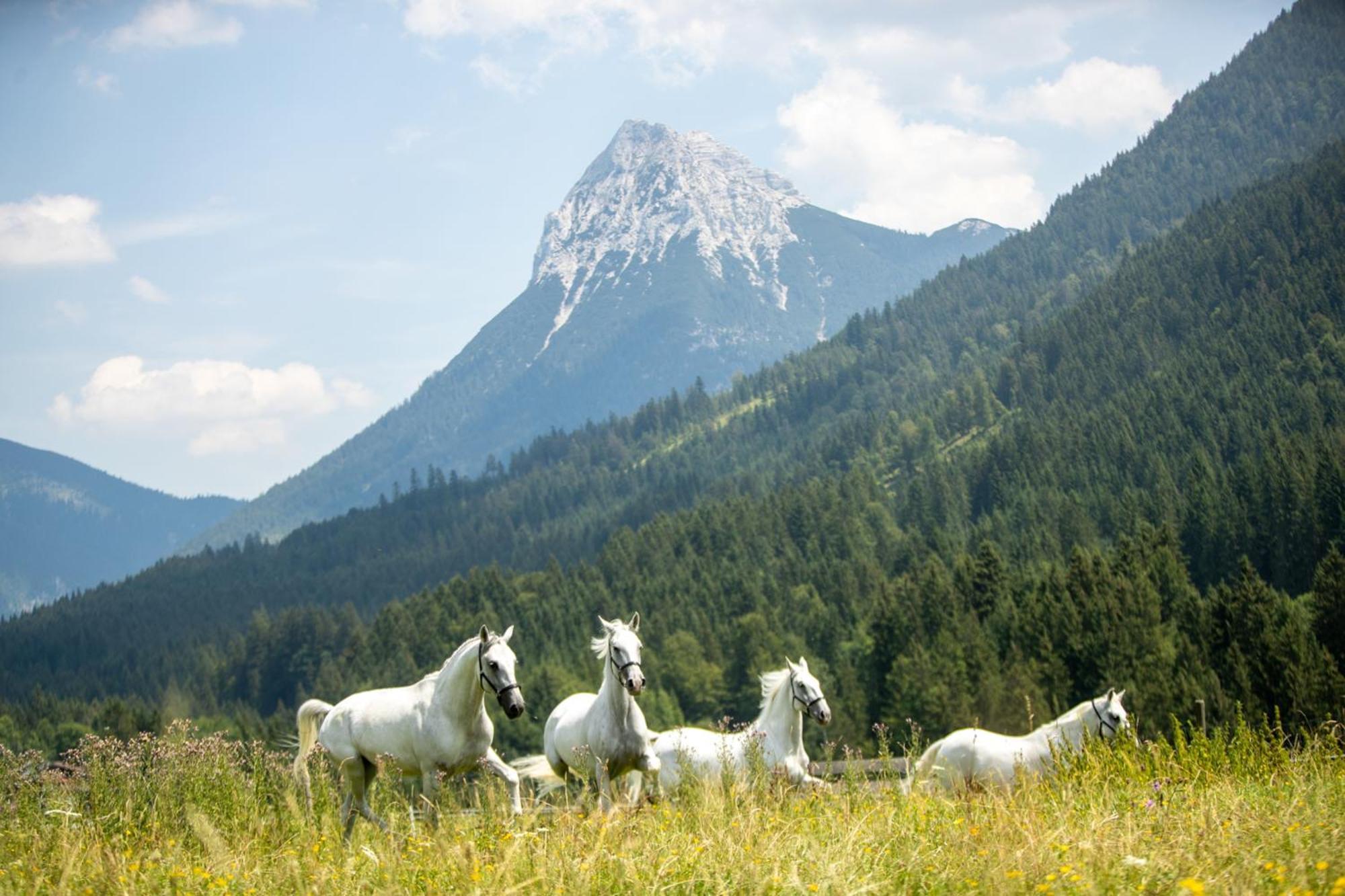 Posthotel Achenkirch Resort And Spa - Adults Only Экстерьер фото